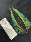 Peacock  Feathers Multiple Types As Shown In Photos From Lucas Collection