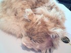 Vintage Freddy The Ship Wreck Cat In Ginger   Tag Marmalade  rabbit Pelts Dyed  