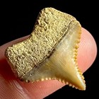 Posterior Great White Shark Tooth  91  Megalodon Teeth Era Fossil Unrestored