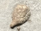 Cystoid-killer Holocystites Scutellatus From Indiana-fossils Trilobite Crinoid