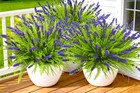 17 8  Tall Artificial Faux Plants Flowers For Outdoor Decorations  Uv Resista   