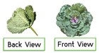 1pc Faux Cabbage Artificial Vegetables Realistic Fake Food Plant Props Artifi   