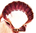 One Large Orange Lions Paw Scallop 5-6  Seashell For Smudging Crafts Beach Weddi