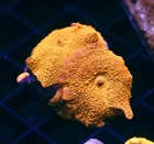 Diyreefer Live Coral Wysiwyg Poletti Jawbreaker Colony   Roughly 6 Polyps