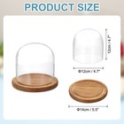 Glass Cloche Display Dome  4 7  X 4 7  Glass Dome Display Case  Wood