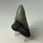 Megalodon Shark Tooth 3 31 Inch - Serrated - Natural Fossil - Authentic 19446