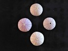 Four  4  1 To 3  Purple Sea Urchins Sea Shell Beach Decor Nautical Tropical