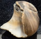 Large Shark Eye Moon Snail Sea Shell Beach House Decor Crafts Clear Coated