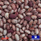 Bean Seeds - Dwarf Horticulture Taylor Non-gmo Heirloom Vegetable Garden