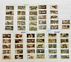 Collectible Tobacco Cards  United Kingdom  lot Of 660  