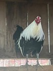 Pure Bennett Grey Eggs For Sale