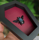 Gothic Art Real Blue Bee Bug Taxidermy Coffin Frame Wall Hanging Decor