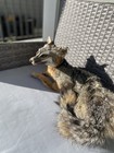 Fully Poseable Grey Fox Softmount Taxidermy
