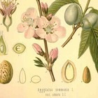 Vintage Almond Poster  Almond Tree Botanical Print Scientific Identification Art