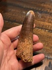 Beautiful Monster 4 31    Spinosaurus Tooth Dinosaur Fossil Kem Kem Bed