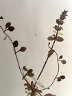 Antique Herbarium Pressed Botanical Specimen 1860s Bugle Weed 15  X 10 