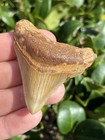 Natural Beautiful 2 13    Megalodon Tooth Fossil Shark Teeth