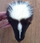 Cute Skunk Taxidermy Wall Mount Animal Head Hide Skull Fox Bobcat Squirrel Decor