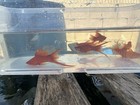 3 Red Eye Red Swordtail Fish