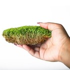 Supermoss  21538  Mood Moss Preserved  Appx  3 Lb Bulk Case  Fresh Green