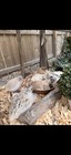 3 Dozen Coturnix Quail Hatching Eggs 
