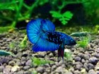 Da 212-live Betta Fish High Quality Halfmoon Plakat  Black Blue Avatar