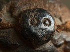 Japanese Wooden Netsuke Minogame Turtle Antique Hand Carved Folk Charm