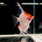 Pack Of 5 - Live Aquarium Ab Super Red Cap Angelfish - 2 To 3 Inch - Usa Seller