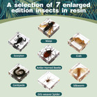7 Pcs Real Taxidermy Bugs - Insects In Resin For School Lab Entomology Dissec   