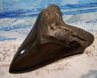 Megalodon Shark Tooth 5 1 8  Shark Teeth Big Jaw Fossil Stunning Color Polished
