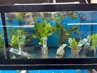 Aquatic Plants Premium Package 105  Live Aquarium Plants Package