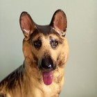 Alsatian German Shepherd Dog Model Ornament Animal Vintage 1985 27cm Pottery 