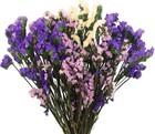 Dried Flowers Bundles Forget Me Not With Stems Natural Dried Flowers Purple P   