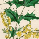Curtis Botanical Magazine 1833 Vintage Flower Print 88 Californian Barberry