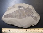 7 5 Inch Silurian Eurypterid From Bertie Fm  New York - Eurypterus Remipes