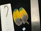 Matched  Parrot Feathers For  Salmon Flies 9-9n