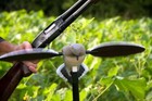 Mojo Outdoors Voodoo Dove Decoy One Size