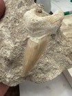 Lot 22 Fossil Megalodon   Mako   Hemi Sharks Teeth Lot Of 9
