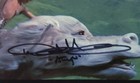 Noah Hathaway Signed 8x10 Photo Never Ending Story Atreyu Autograph Bas Jsa A