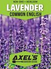25 000  Lavender Seeds For Planting - Common English Herb Lavender Non Gmo