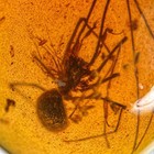 Rare Unusual Spider In Burmese   Burmite Amber Fossil   100  Genuine Amber 