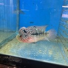 Aaa Flowernhorn  Live Fish Supper Red Female  Size 5 