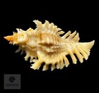 Chicoreus Riverai 51 3mm     Tsc  0499mur