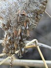 2026 Fresh Chinese Praying Mantis Egg Case Free Hatching Bag Large Ootheca  