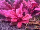 Samolus Parviflorus Red Rare Live Aquarium Plants 