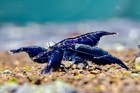 10 orange Sunkist   10  Dream Blue Shrimp Freshwater Neocaridina Aquarium Shrimp