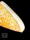 Conus Yaelae Topotype 34 69mm Indonesia