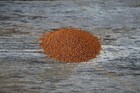 Winter Camelina Seed   Deer Wildlife Food Plot Cover Crop Fall Planting Habitat