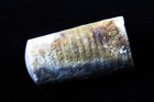 Cephalopod- 1 1 4 - Treptoceras Duceri - Ordovician- Cincinnati  Ohio