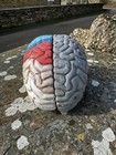 Vintage 1960s Anatomical Life-size Model Of A Human Brain  1